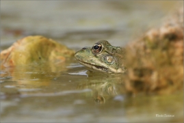 <p>SKOKAN SKŘEHOTAVÝ (Rana ridibunda) jižní Morava --- /Marsh frog - Seefrosch/</p>